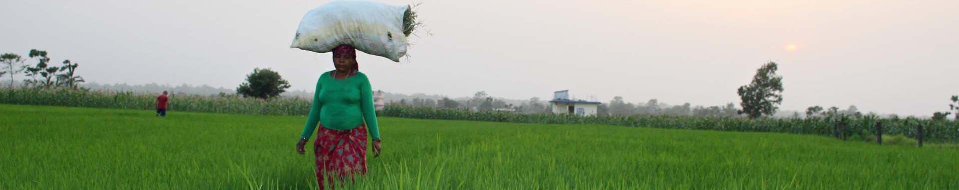 CIF Action Woman in field, Chitwan province, Nepal. Photo Credit - Naresh Newar/Thomson Reuters Foundation