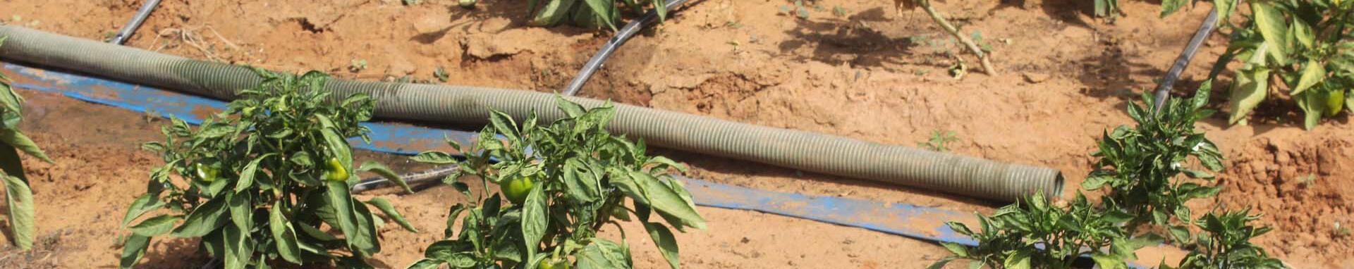 CIF ActionFollow Irrigation in cooperative plot produce in the community of Bangoubi, Niger- 
