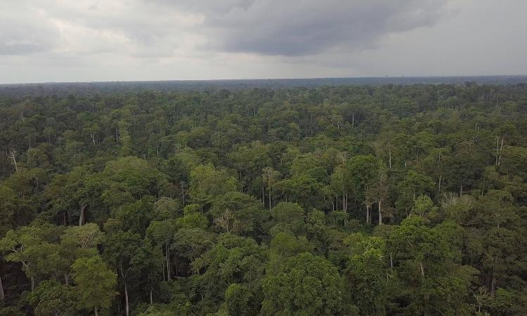 Strengthening Forest Governance in Côte d’Ivoire