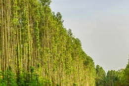 Towards Large-Scale Commercial Investment in African Forestry