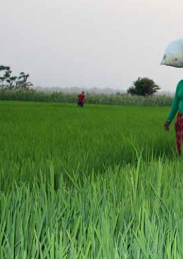 IFC Advisory Helps Farmers Adapt to Climate Change
