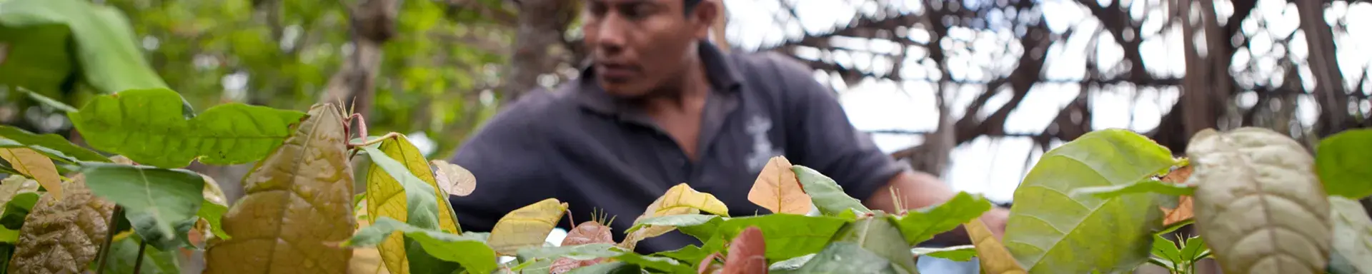 World Bank Latin America and the Caribbean Cocoa production, Honduras