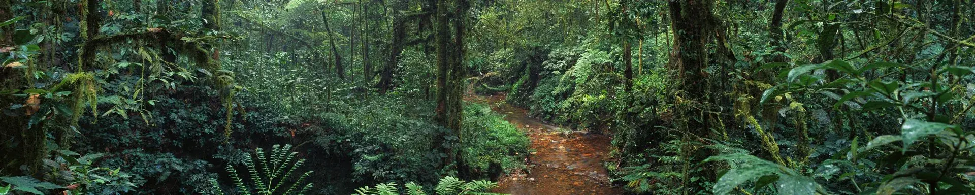 Forest Investment Program (FIP)