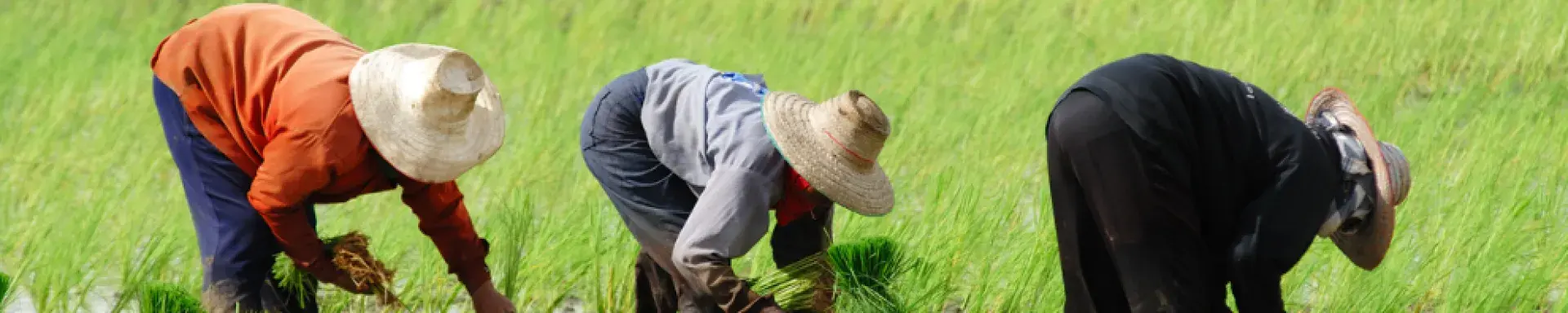 Farmers planting rice