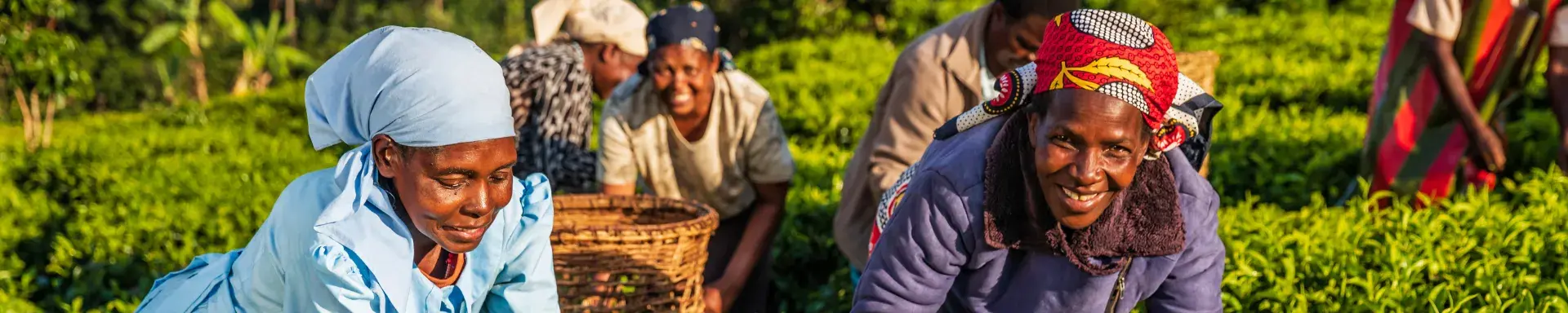 women in working in tea fields