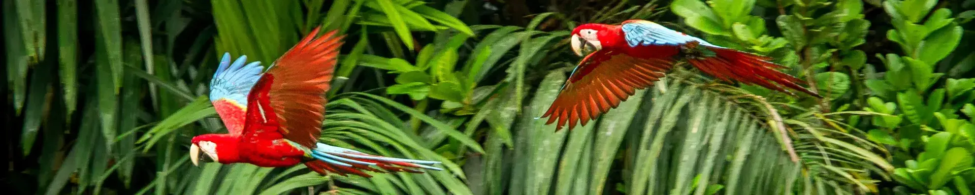 Two red parrots flying in forest