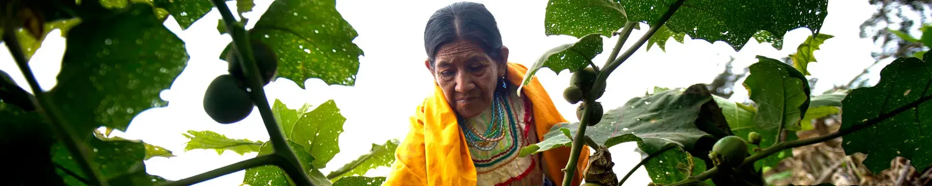 Woman in Peru harvesting