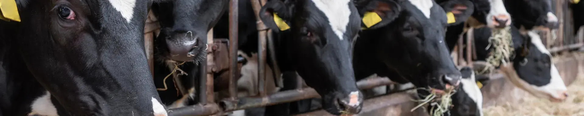 cows feeding