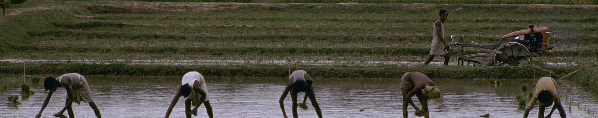 World Bank Photo Collection Planting rice Rice Fields. Bangladesh. Photo: Thomas Sennett / World Bank