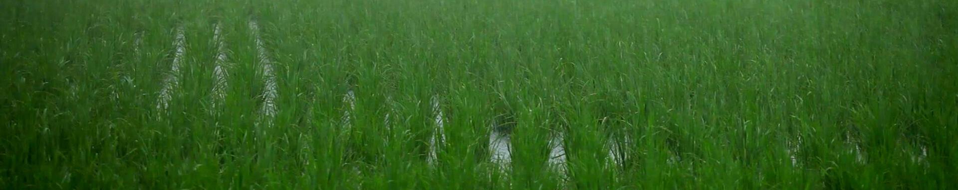 World Bank Photo Collection Rice field in southern Bangladesh, 2011. Video Still: Stephan Bachenheimer / World Bank