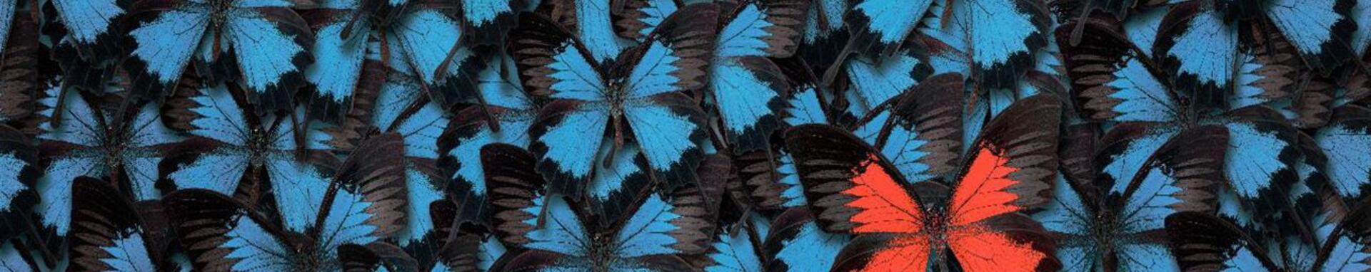Blue butterflies with a red one