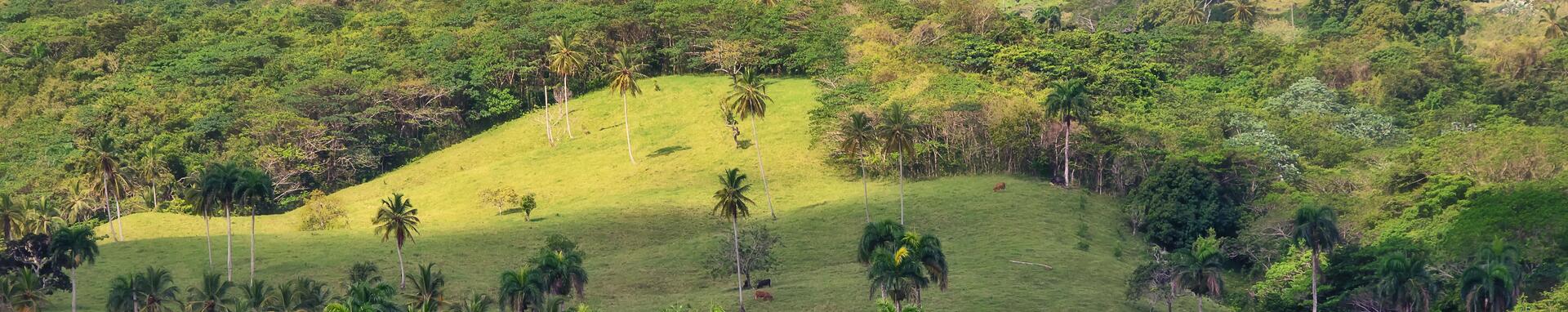 Pastureland and forest in the Dominican Republic