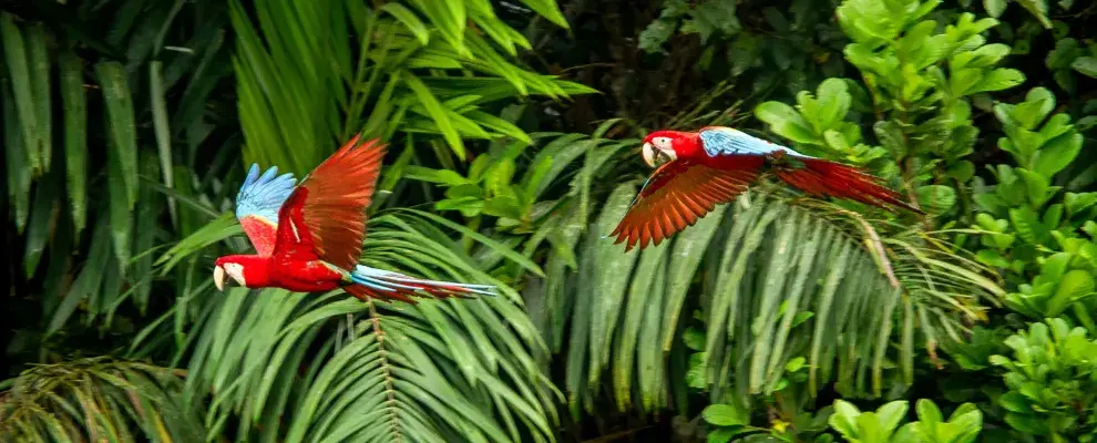 Two red parrots flying in forest