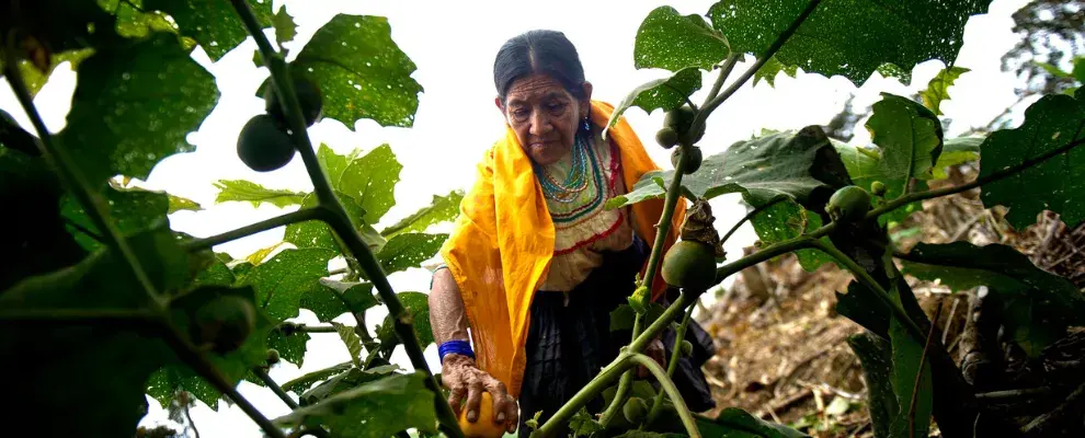 Woman in Peru harvesting