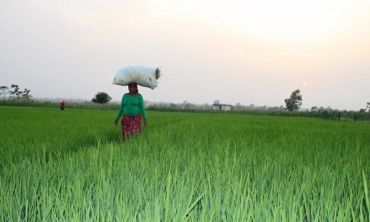 CIF Climate Finance: Multiplying development impacts 