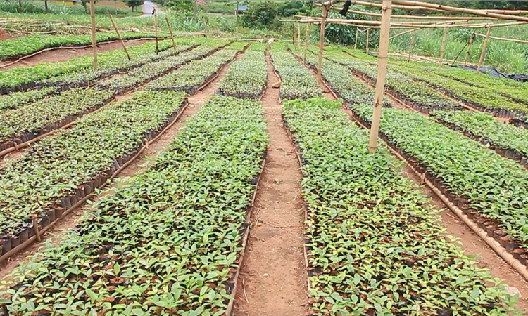 GHANA: Making cocoa farmland climate- and gender-smart