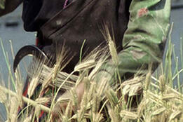 World Bank Photo Collection Harvesting barley. Nepal. Photo: Michael Morris / World Bank