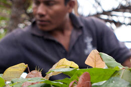 World Bank Latin America and the Caribbean Cocoa production, Honduras
