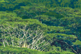 Stakeholder-led Forest Governance