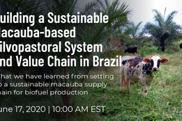 CIF-GDI Climate Delivery Labs: Building a Sustainable Macauba-based Silvopastoral System and Value Chain in Brazil
