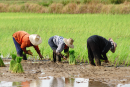 Farmers planting rice
