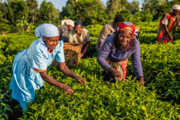 women in working in tea fields