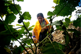 Woman in Peru harvesting