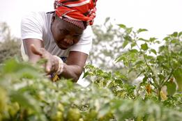 Female farmer is working, Burkina Faso