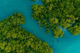 aerial view of blue water and green mangrove