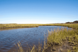 Revive and Restore – World Wetlands Day 2023