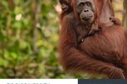 orangutan in forest