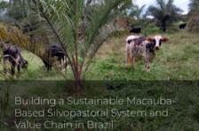 Building a Sustainable Macauba-based Silvopastoral System and Value Chain in Brazil