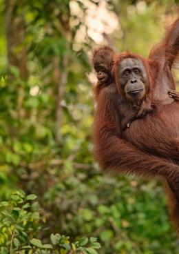 orangutan in forest