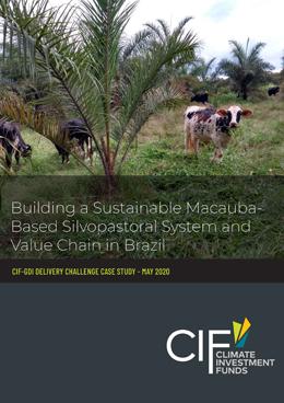 Building a Sustainable Macauba-based Silvopastoral System and Value Chain in Brazil