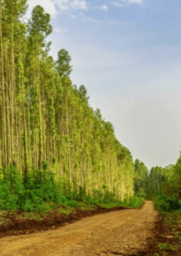 Towards Large-Scale Commercial Investment in African Forestry